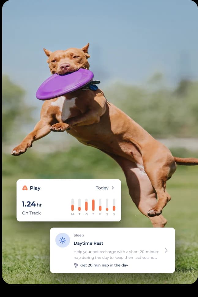 MyPet bağlantılı evcil hayvan bakım deneyimi